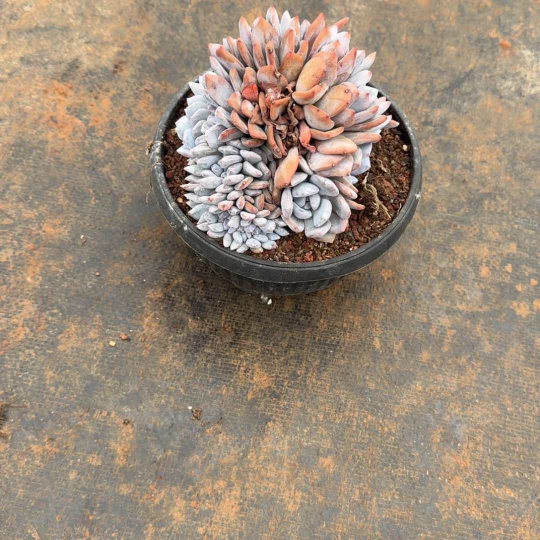 放***我1号元宝盆缀化橙梦路