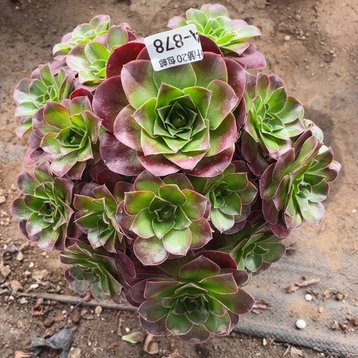 878魅金玫瑰多肉123446789