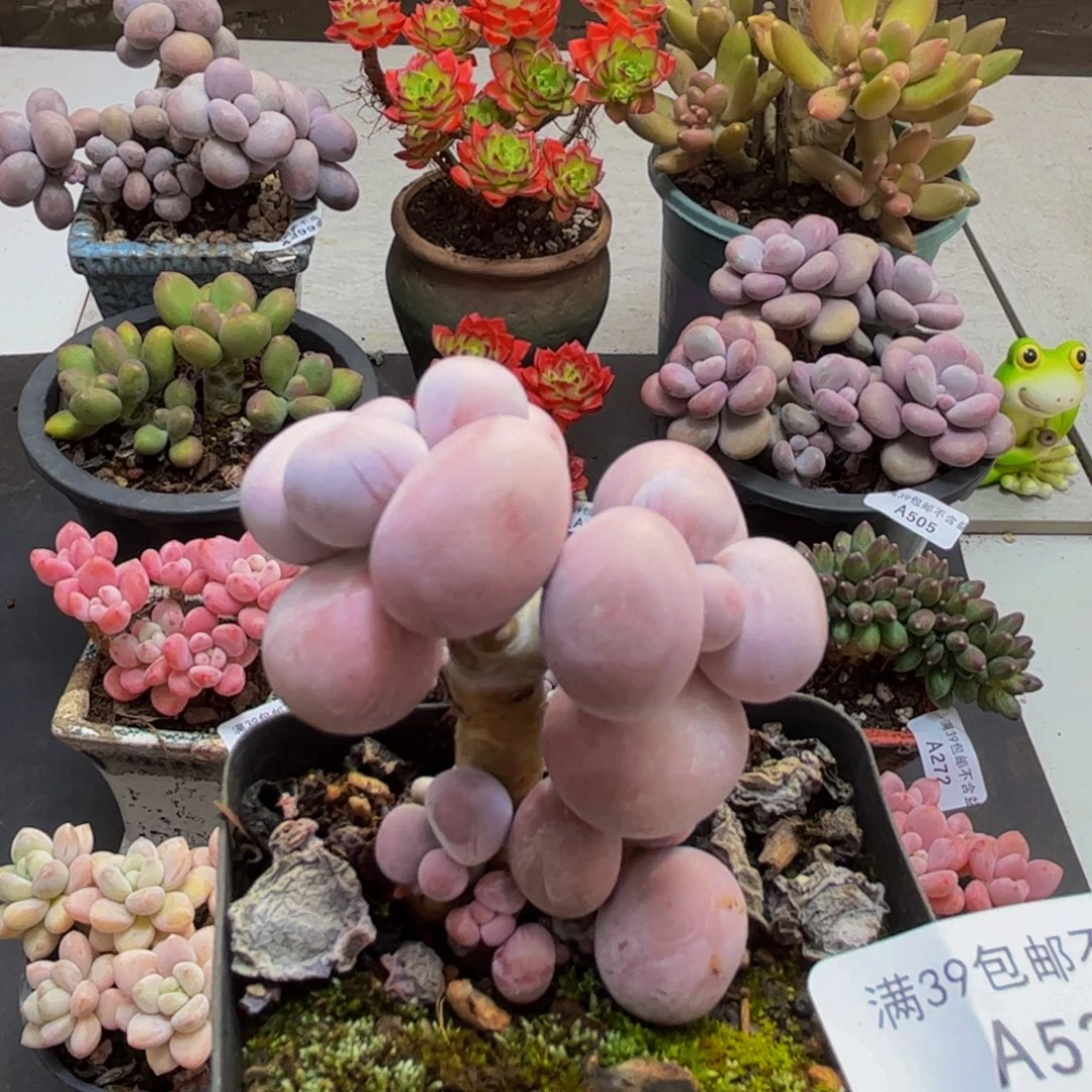 526/5cm芭比奶酪多肉