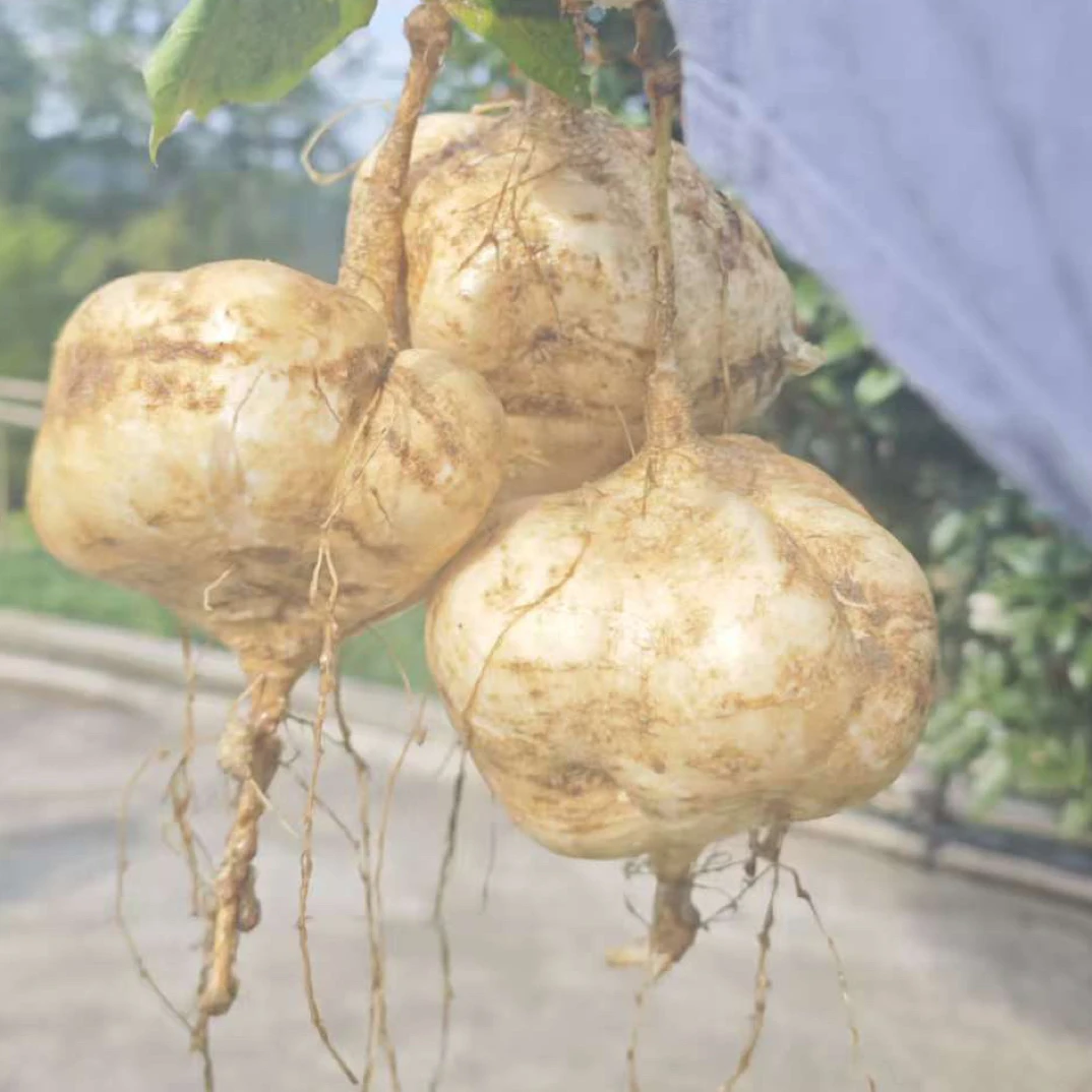 湖北恩施农家自种新鲜地萝卜凉薯沙葛土瓜多汁脆甜