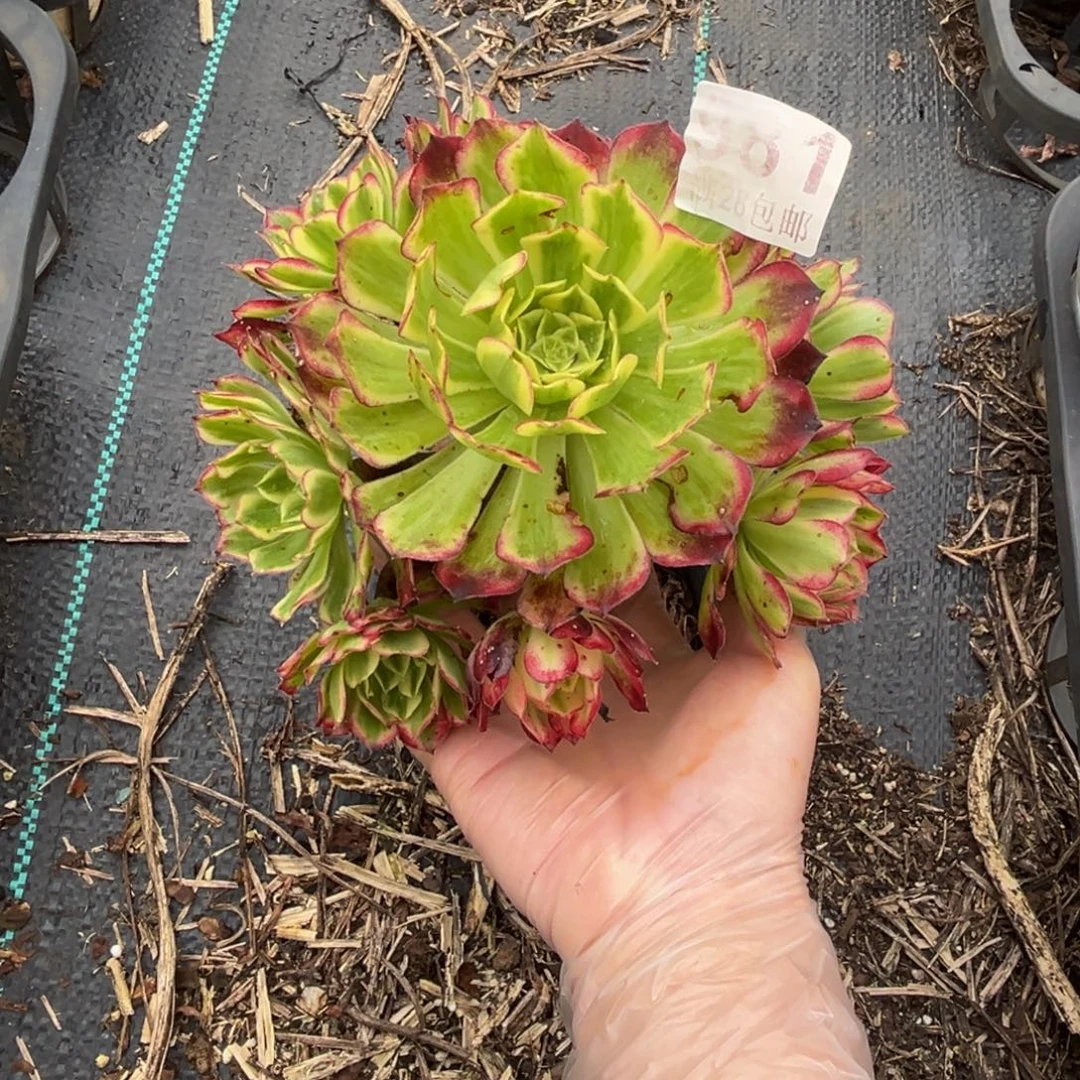多肉植物981天和一