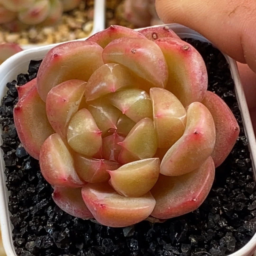 天官赐福百无禁忌