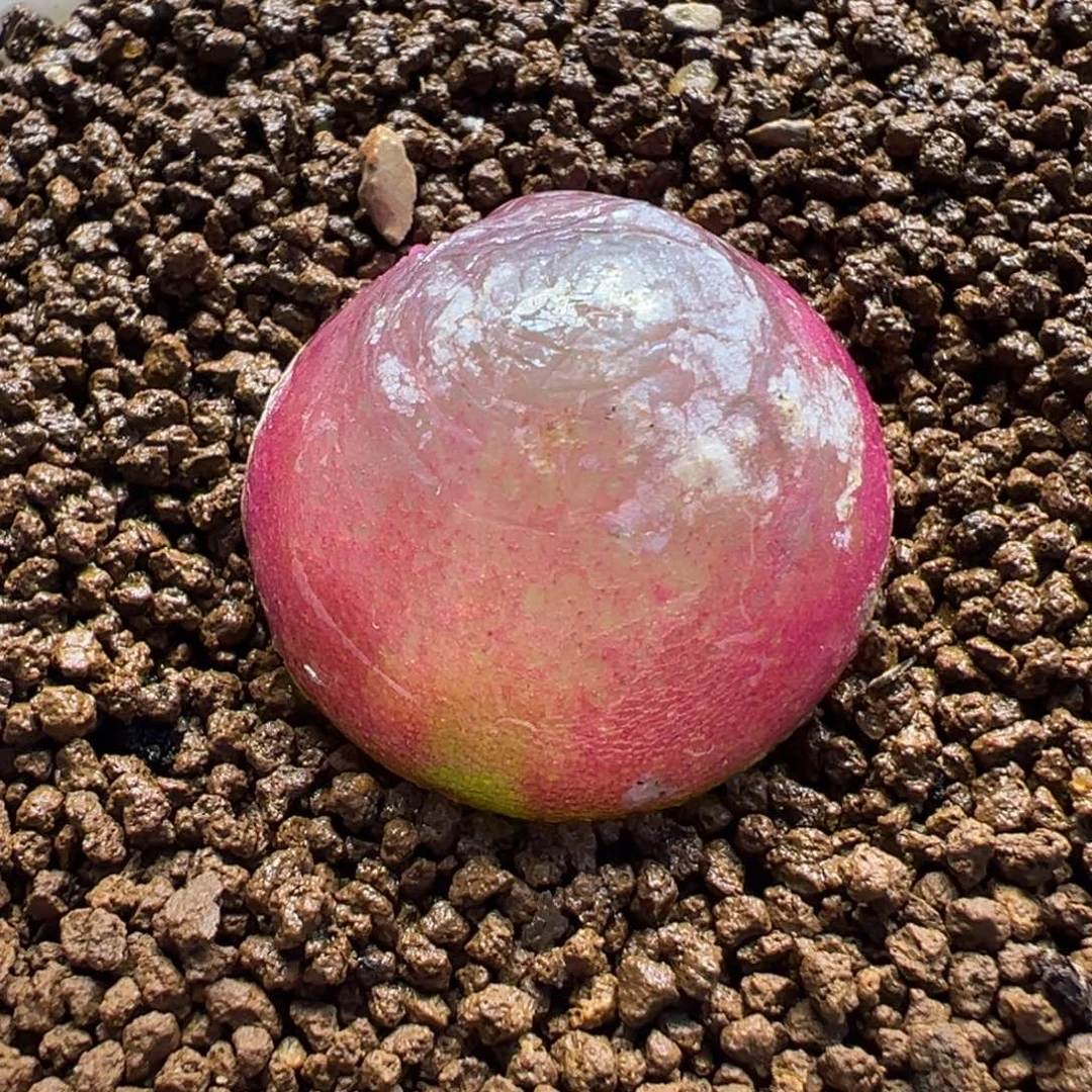 541多肉植物种类多样