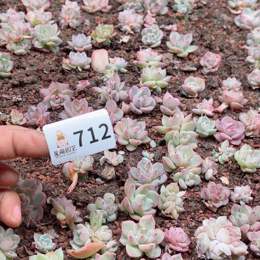 ·*散多肉植物多肉植物