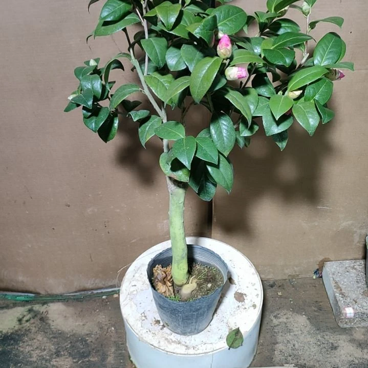 ℋ****࿐933乌马克，原盆原土发货，不包邮