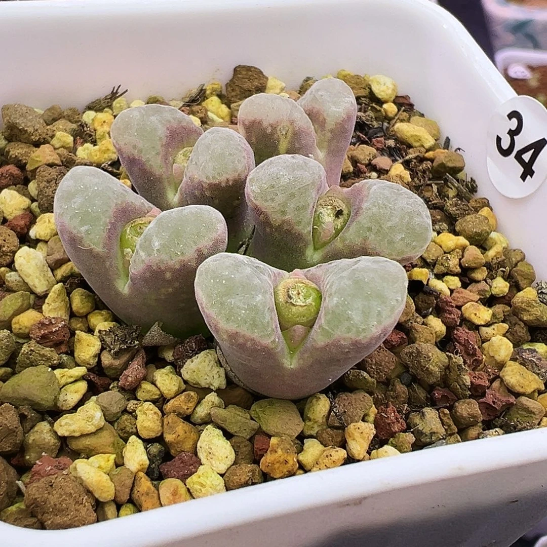 34号风铃福利特…….
