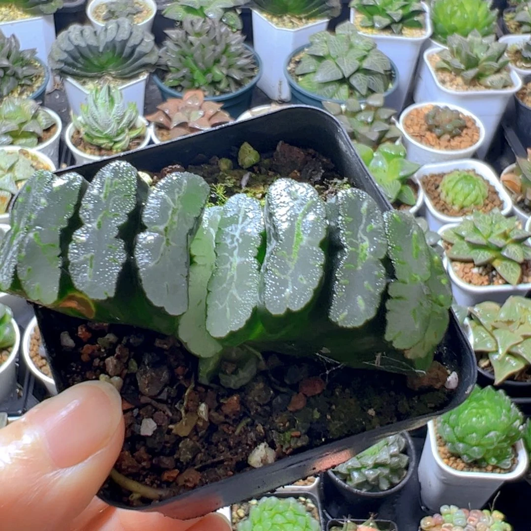 碧峰玉扇多肉多肉多肉一颗