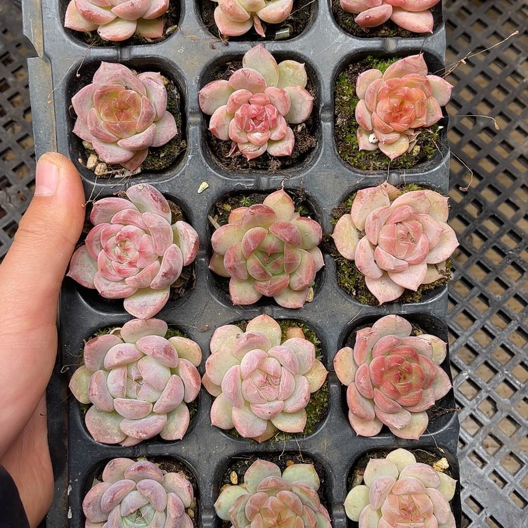 多肉一物一拍11-203