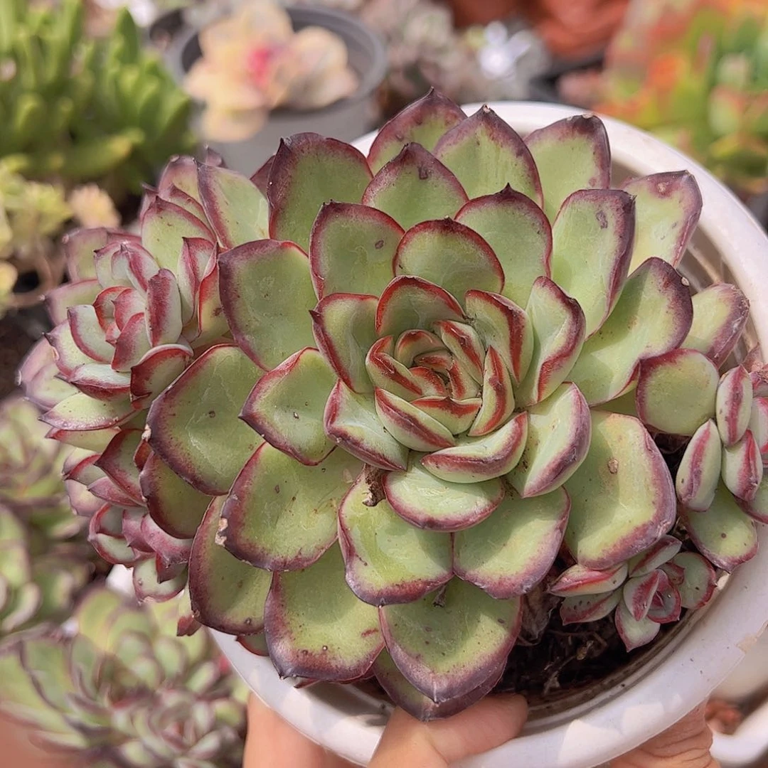 肉酱玫瑰 多头多群生