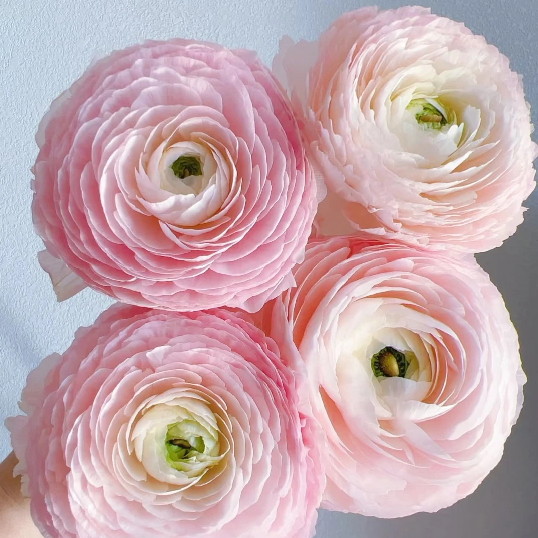 （洋牡丹）心跳回忆5支！三件顺丰空运20%不售后