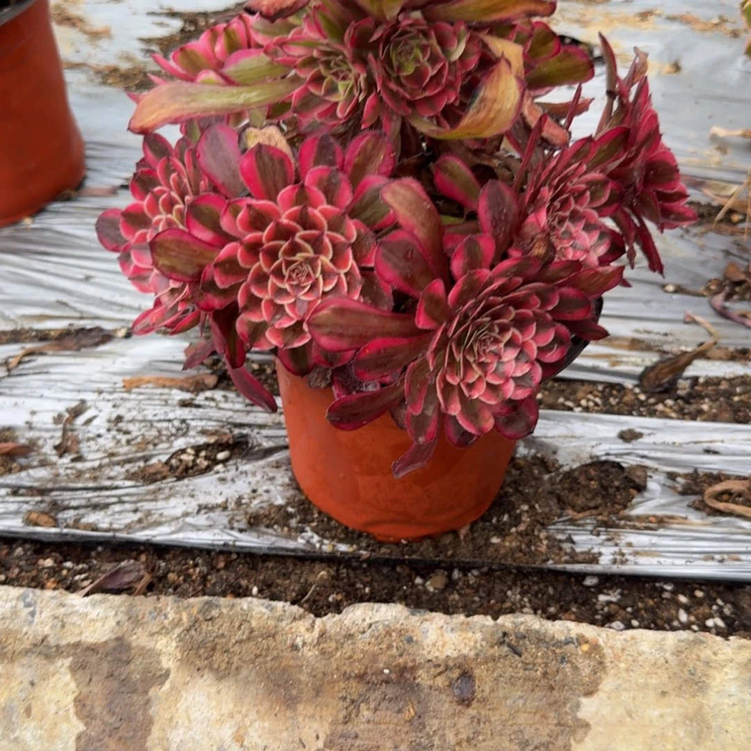 粉***巫1127白月光到秋天。多肉植物