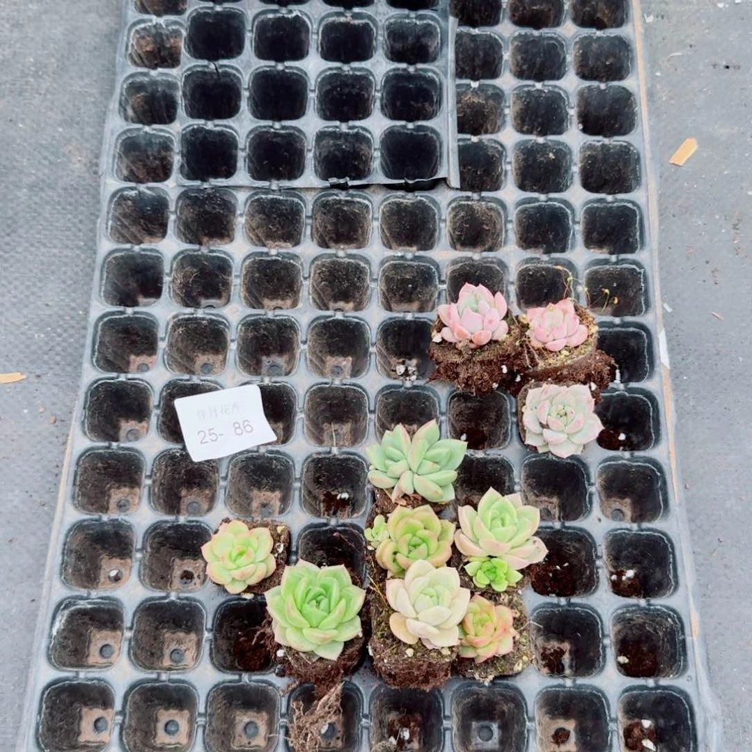 多肉杂交组合十棵量拍25-86