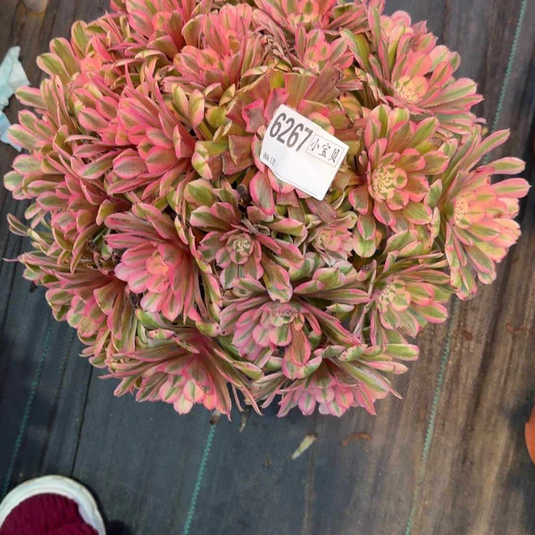 *****6267多肉粉铜多肉多肉