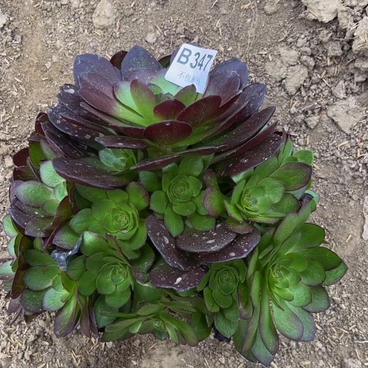 347黑魔量多肉法师不包断枝