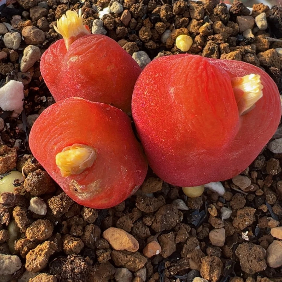 水蜜桃多肉植物盆栽栽培