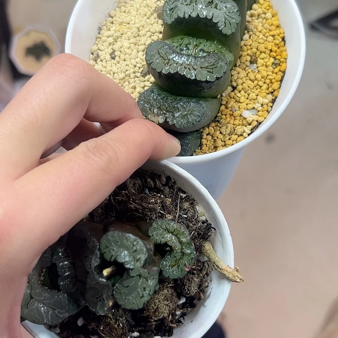 用****9红红火火恍恍惚惚