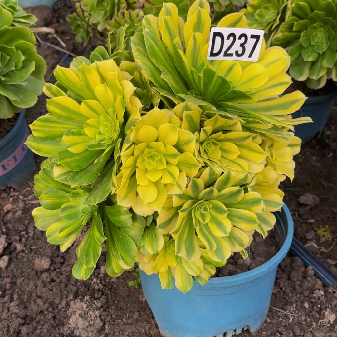 五色琉璃26/////38包邮