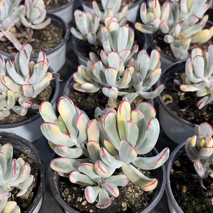 2棵精品棒叶福娘锦