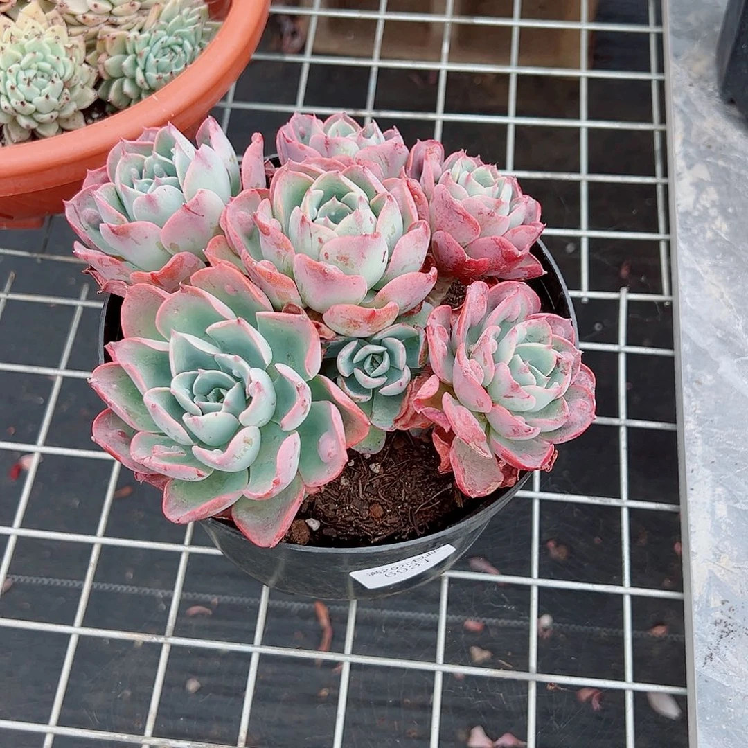?****?6931泪无痕多肉植物
