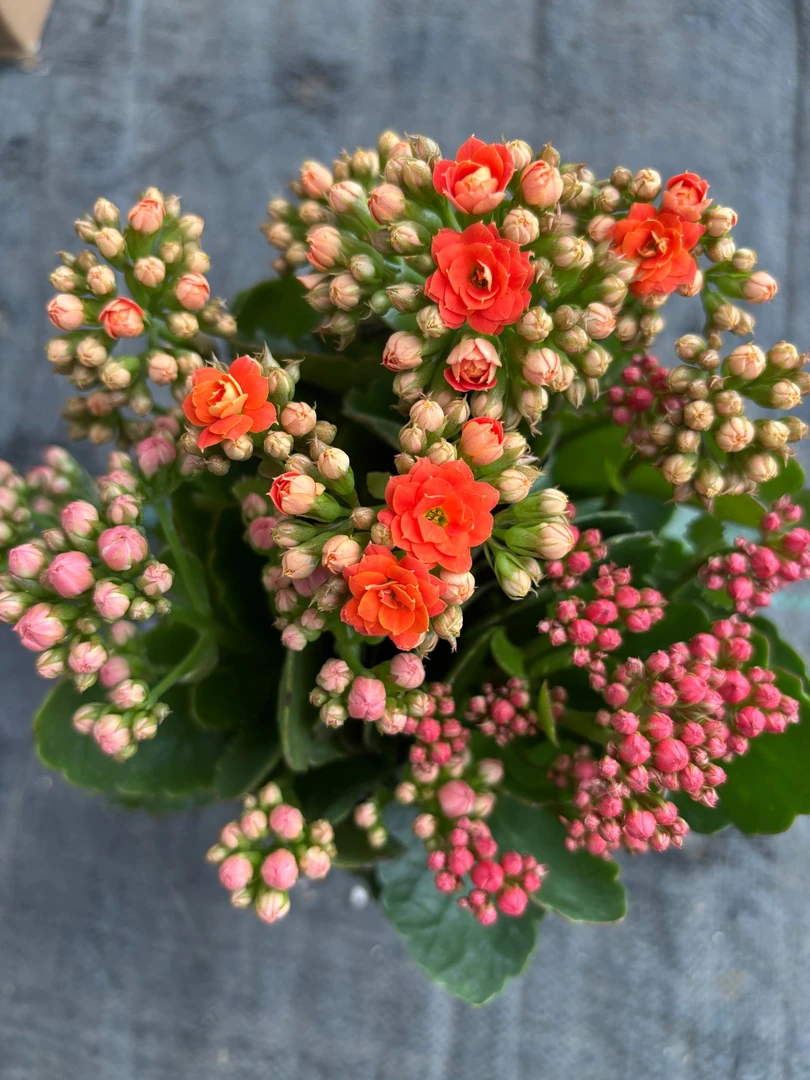 一盆三色原生一代苗子）-精品盆栽活懒人花卉美观重瓣带花苞易活吗