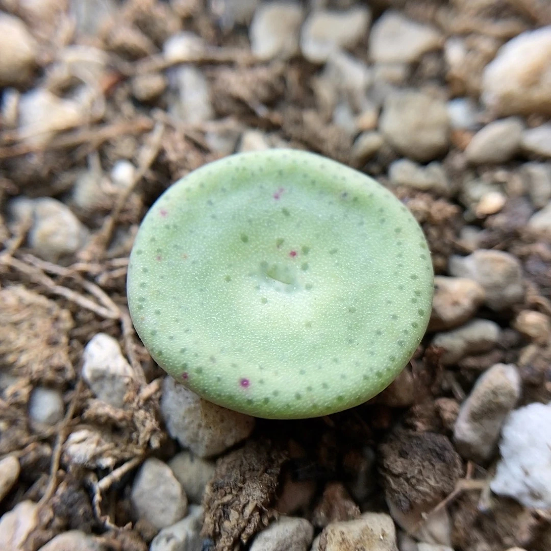 1427小酒一颗尺寸1.5厘米包邮