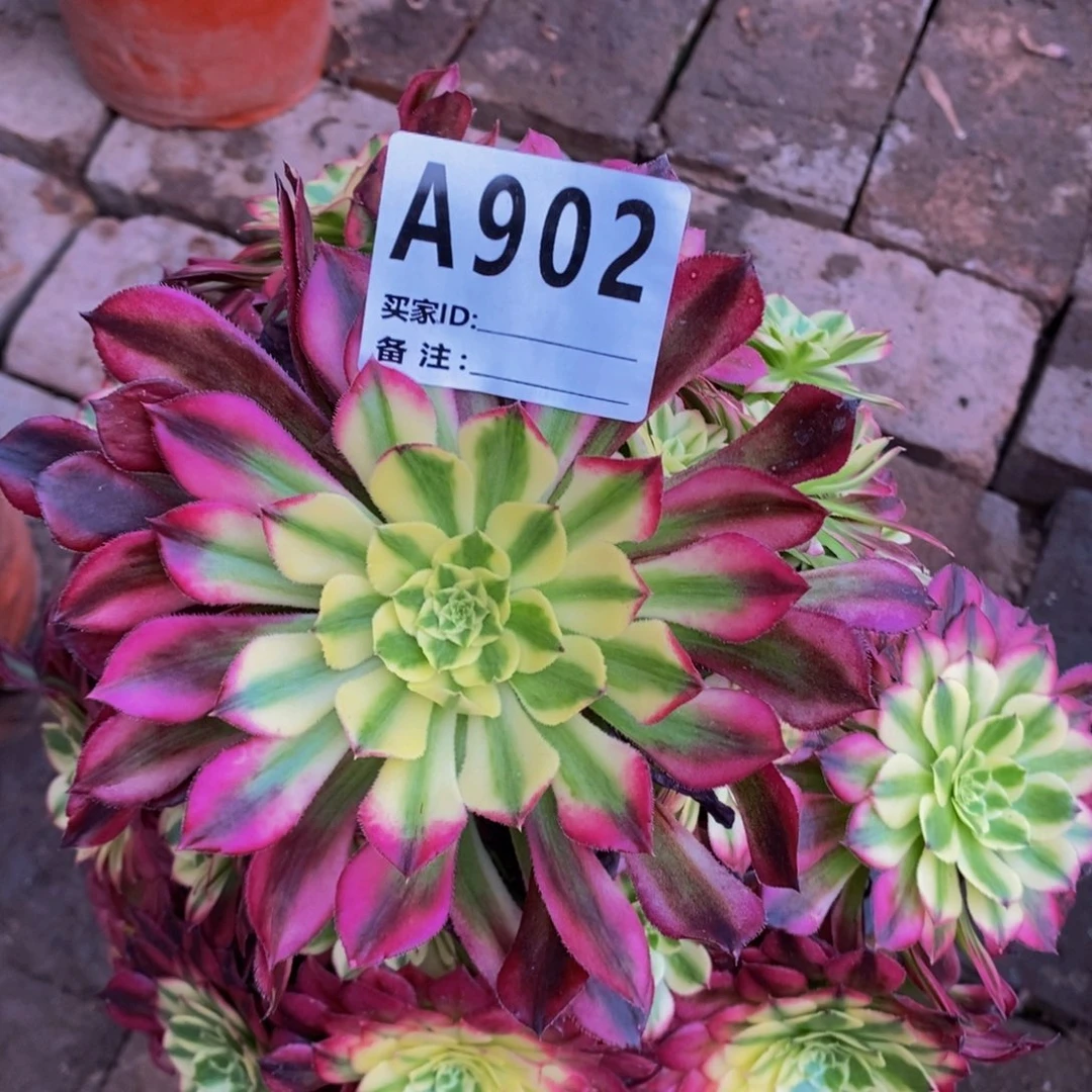 多肉植物法师锦系列