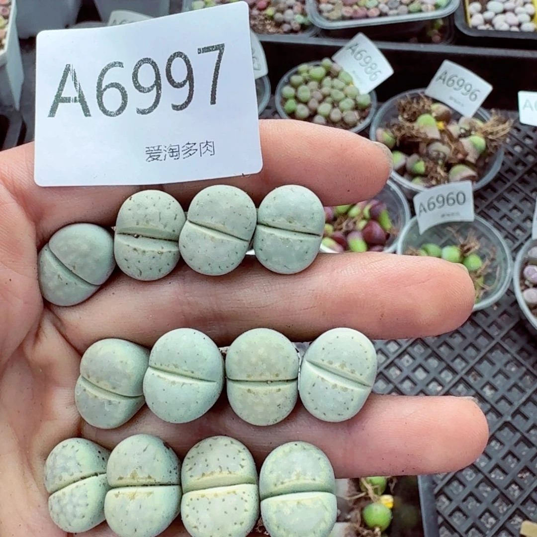 6997–生石花 生石花