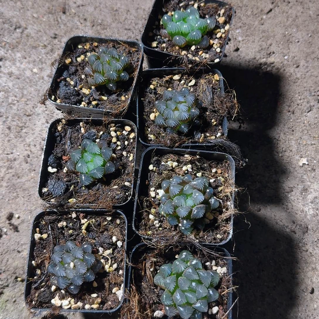 直播福利一物一拍261