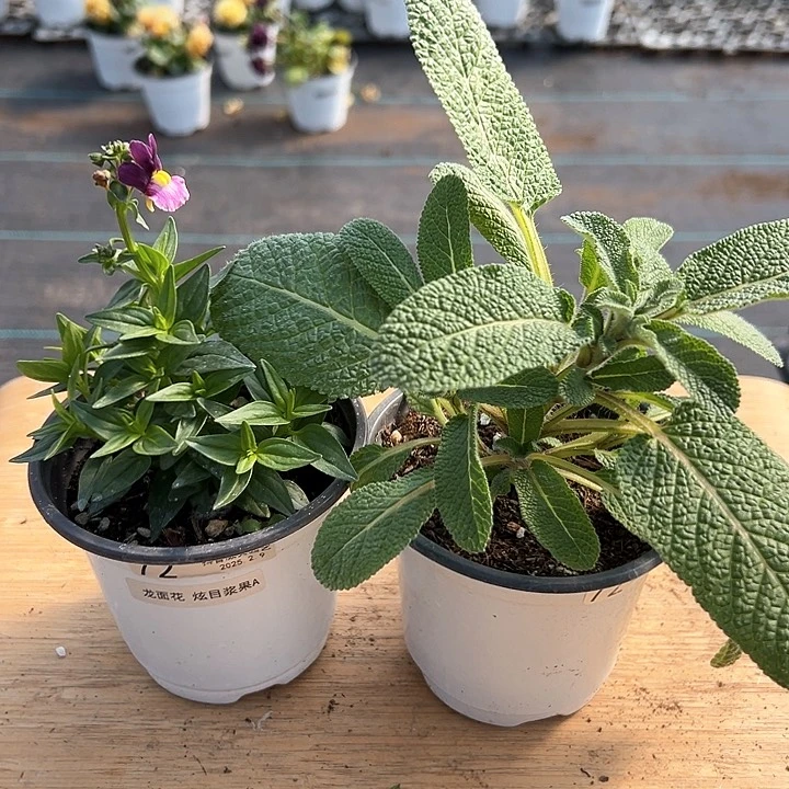 水晶昼**分抖音直播闪拍72