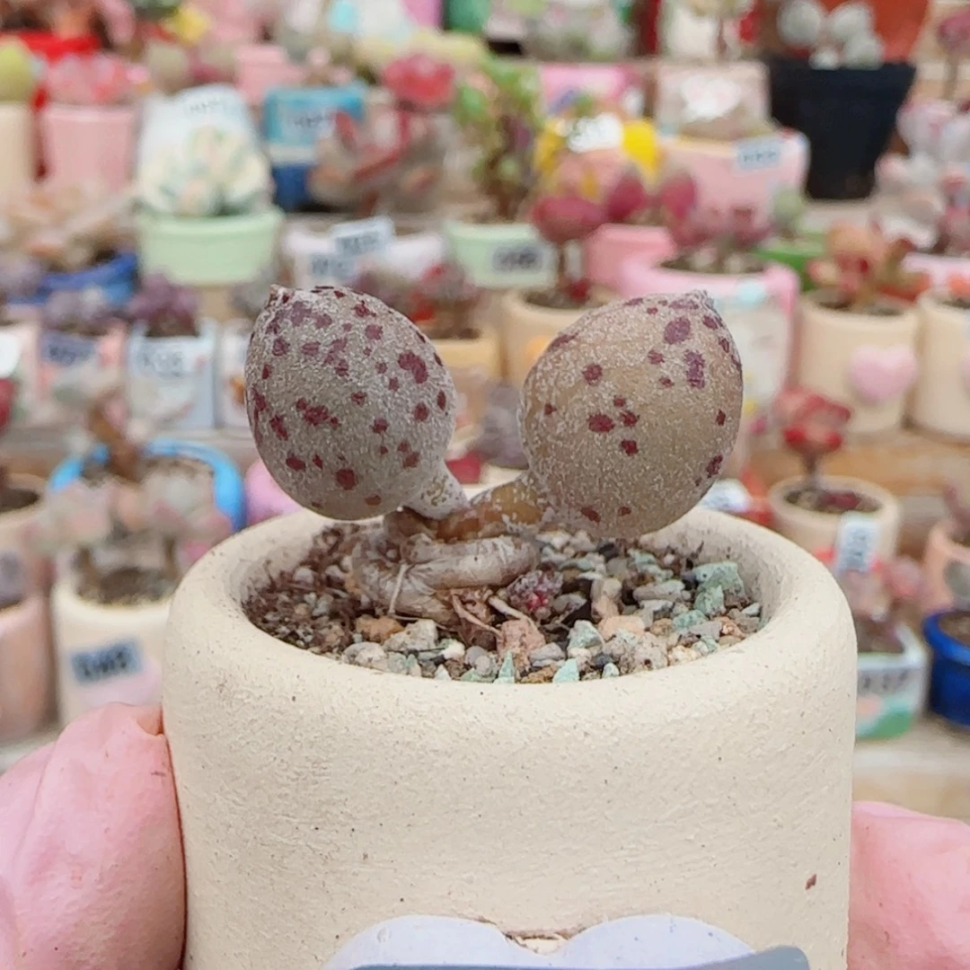 T达摩白丸盆口2.5cm