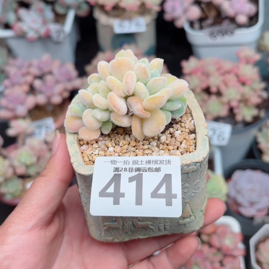 雪晃星缀化无盆土发货