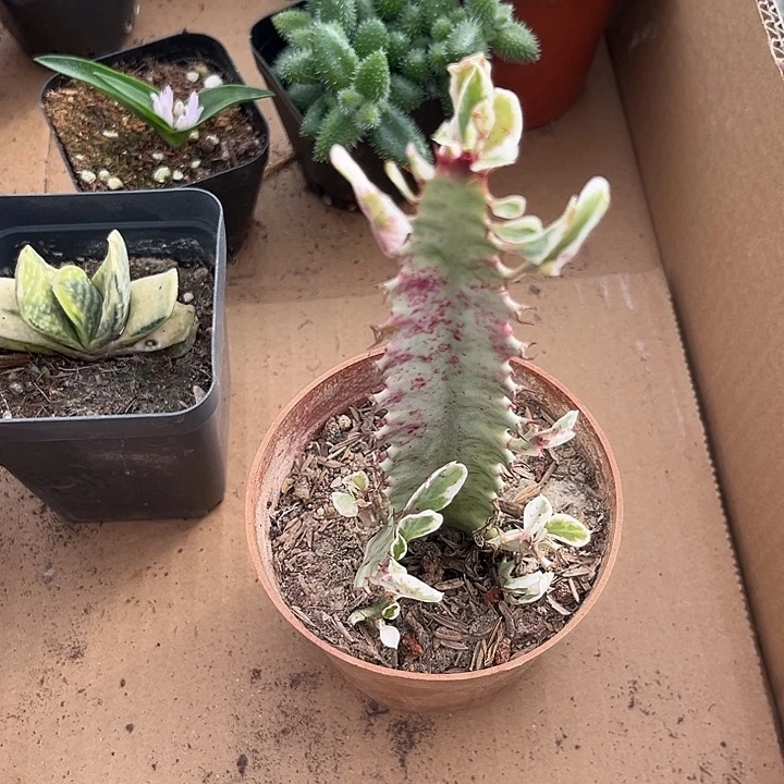 我也不知道我为什么要这样