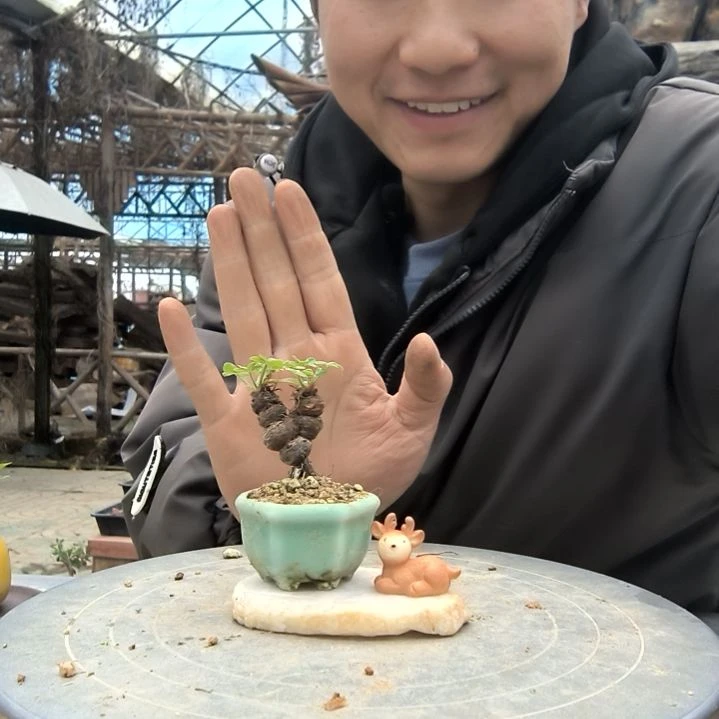 小*毛小盆景小植物一物一拍50