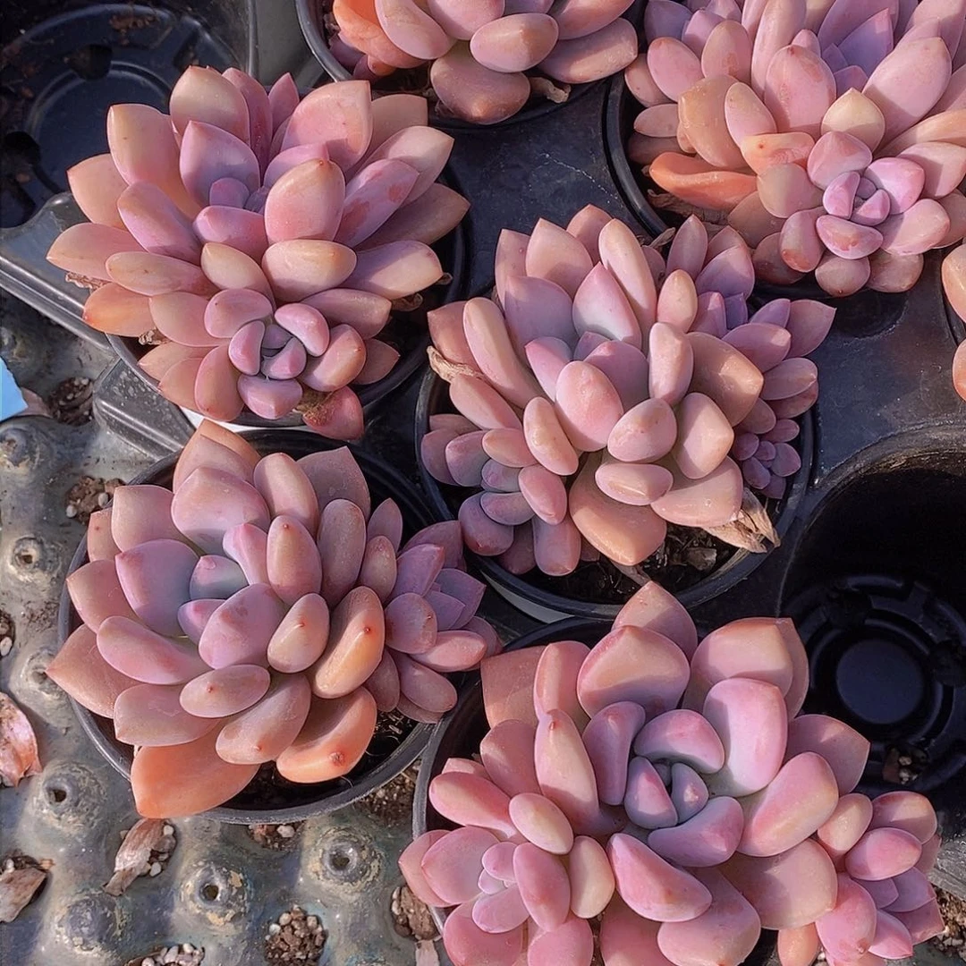 0204-奥普琳娜单头带崽福利一颗 量拍