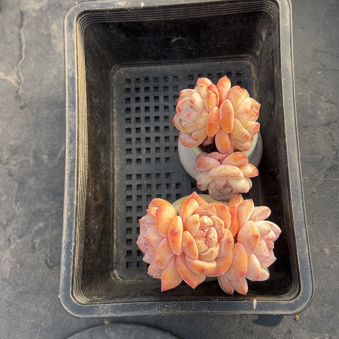 2991，俩个三头星影带盆发的