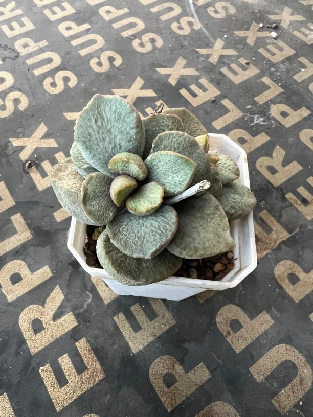 绿磨砂水泡多肉植物