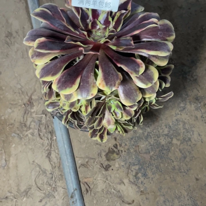 8841欧嘉莉芙蓉多肉的