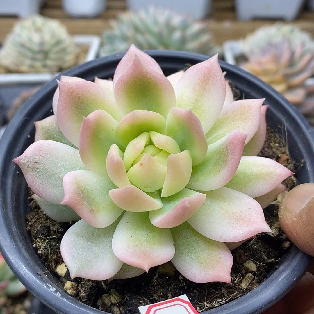 1747 冰霜覆轮锦