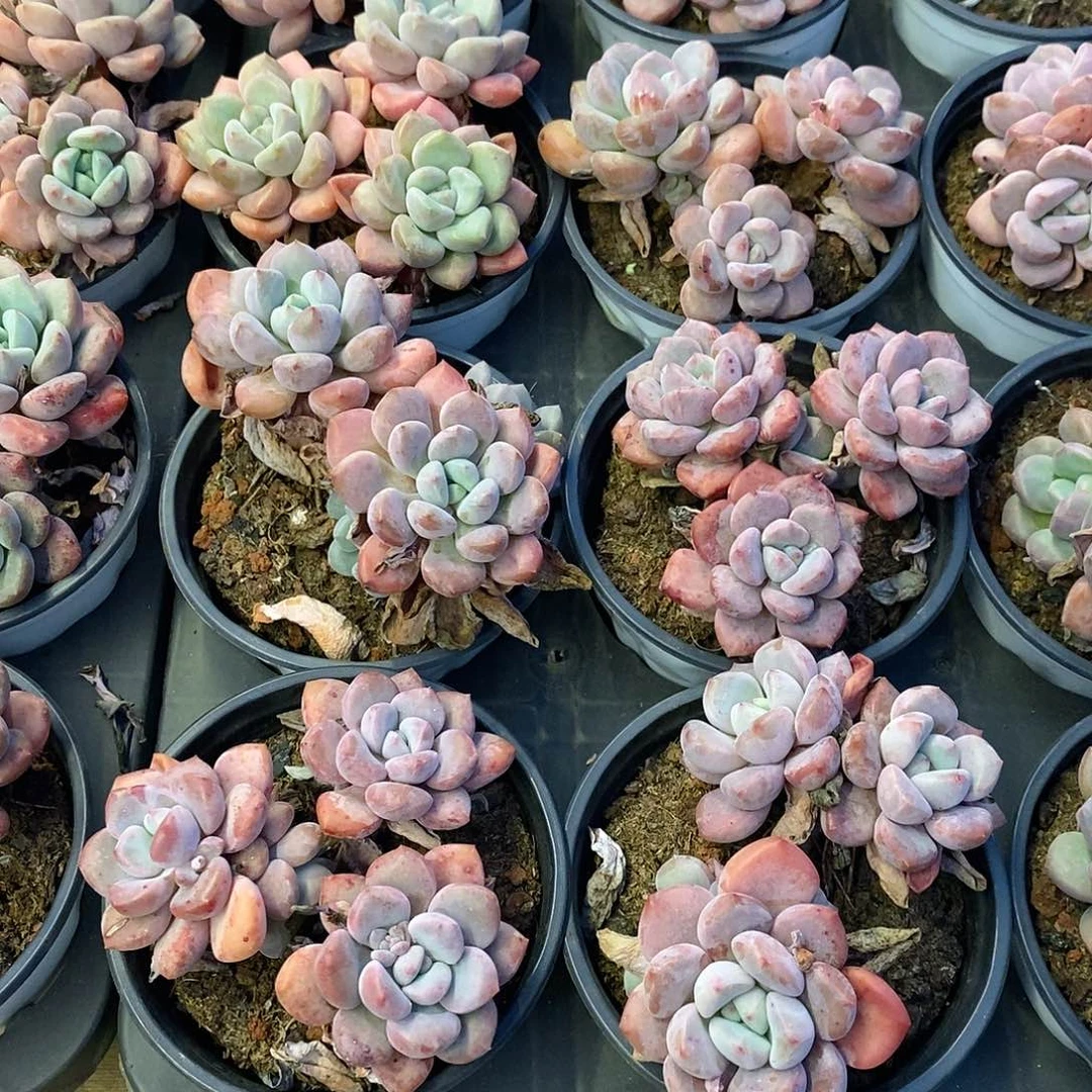 团白鹭三头，福利多多