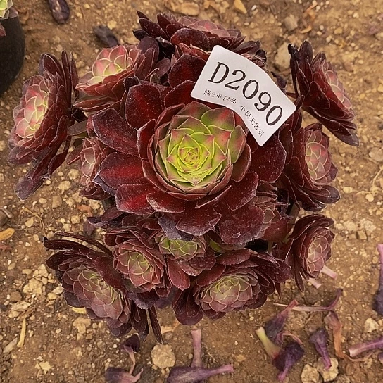 2090荔枝多肉中斑法师锦