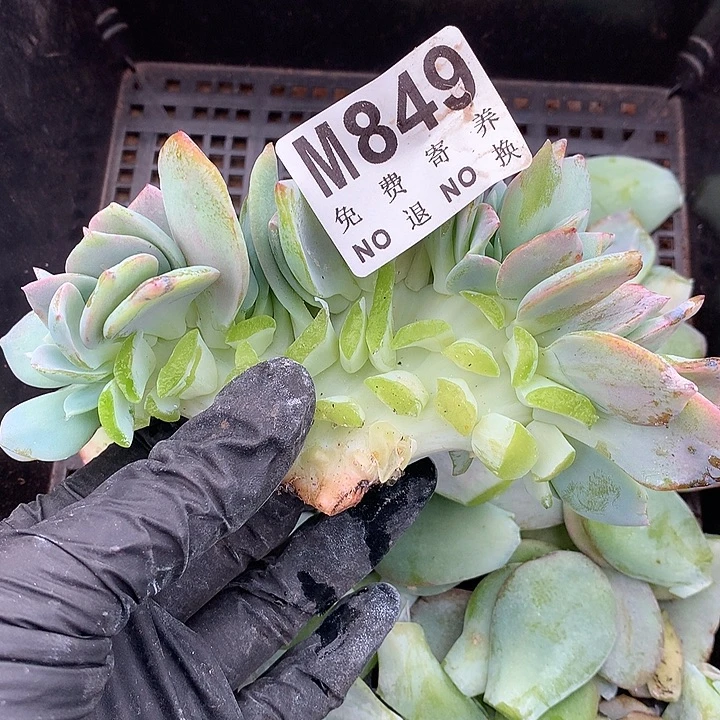 嫁接的白凤缀化 无根 多肉植物 9.23号后发货