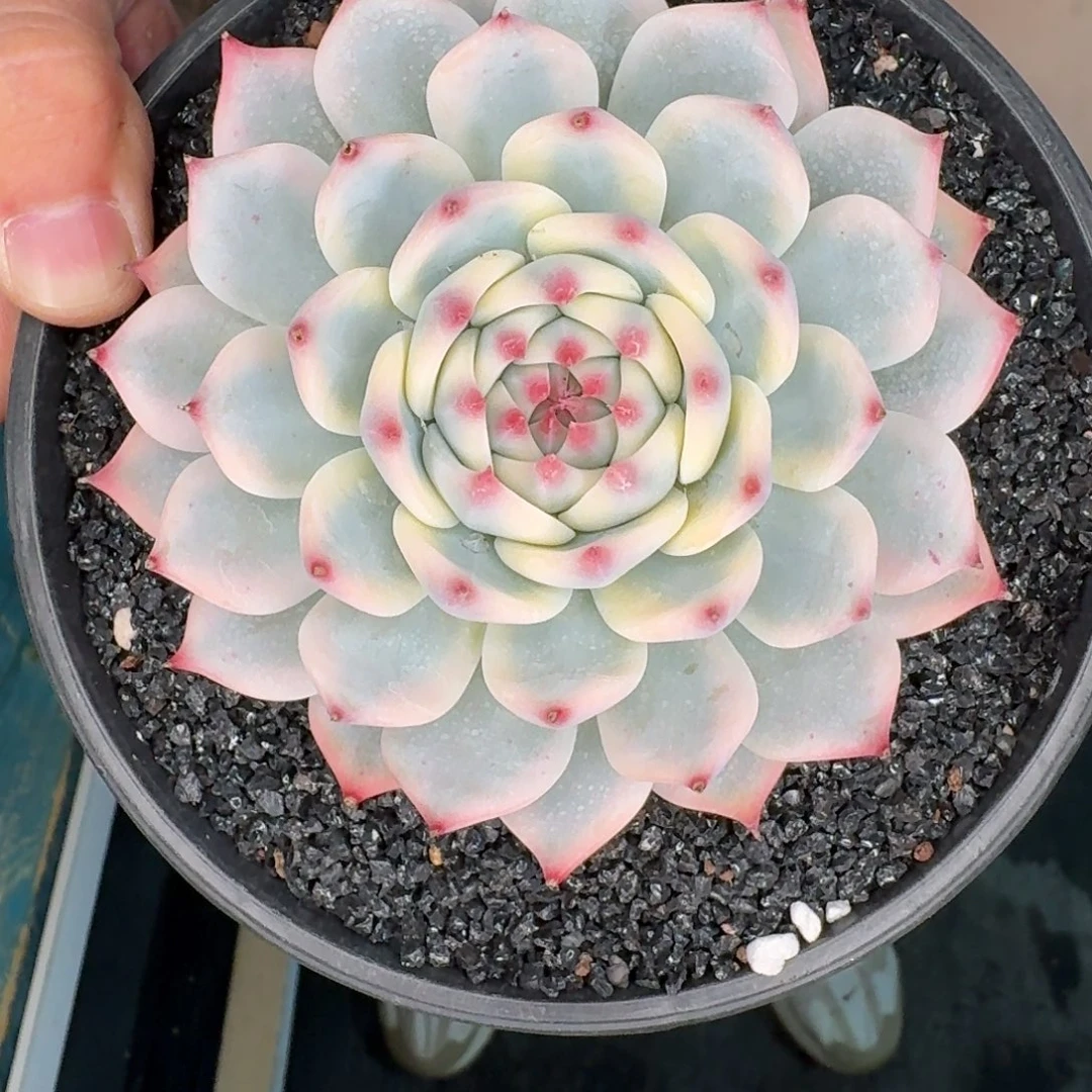 从前慢多肉编号-吉娃娃锦