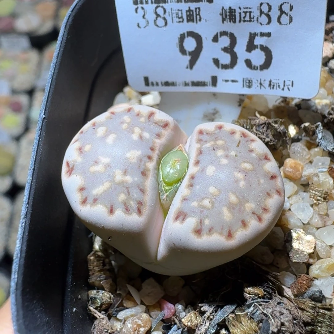 Sss精品清仓特价935