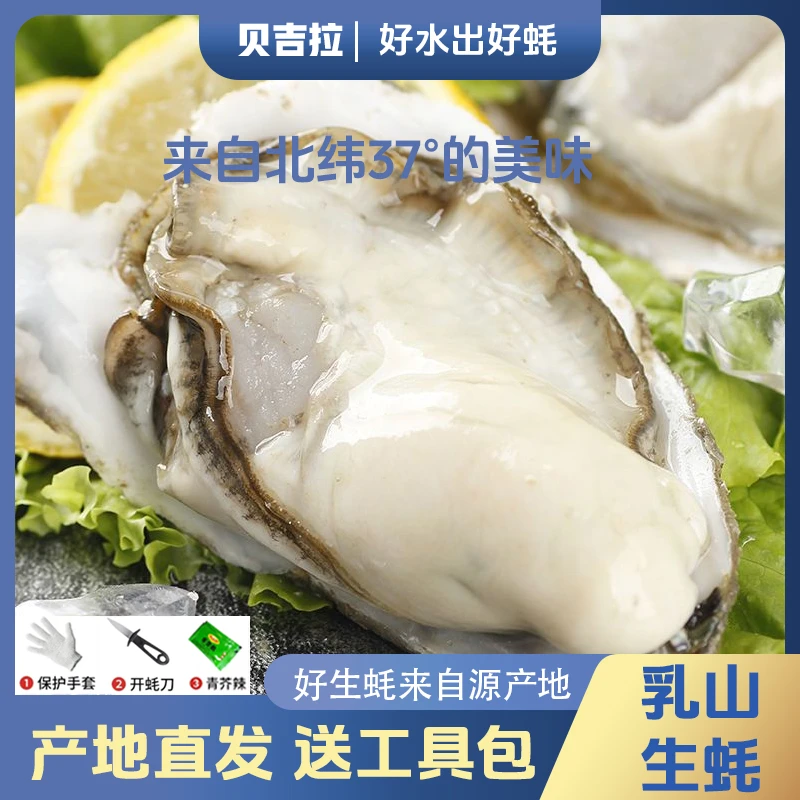 【乳山生蚝】新鲜牡蛎冷水蚝刺身烧烤海鲜水产冷链包邮2斤试吃