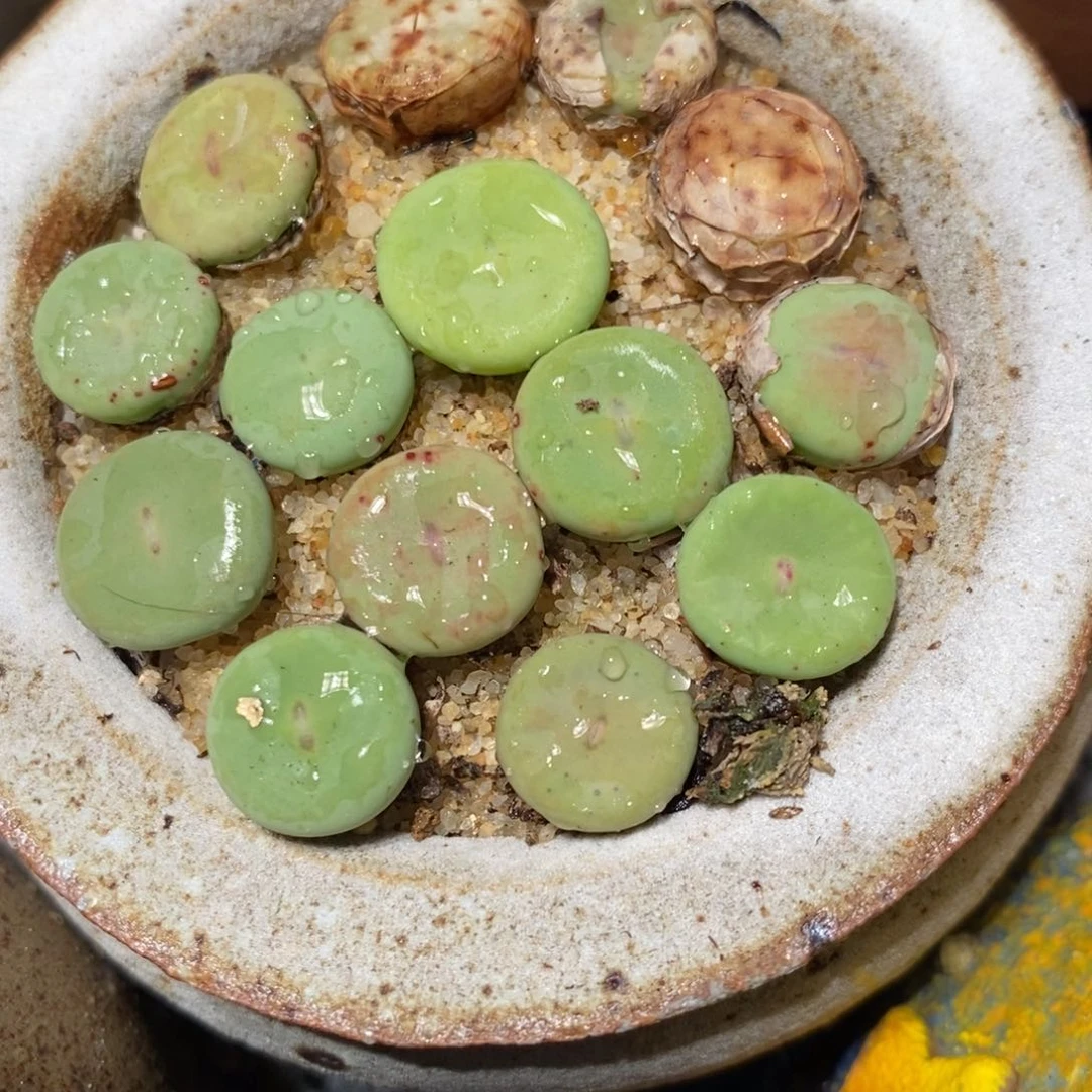 大红嘴两颗。