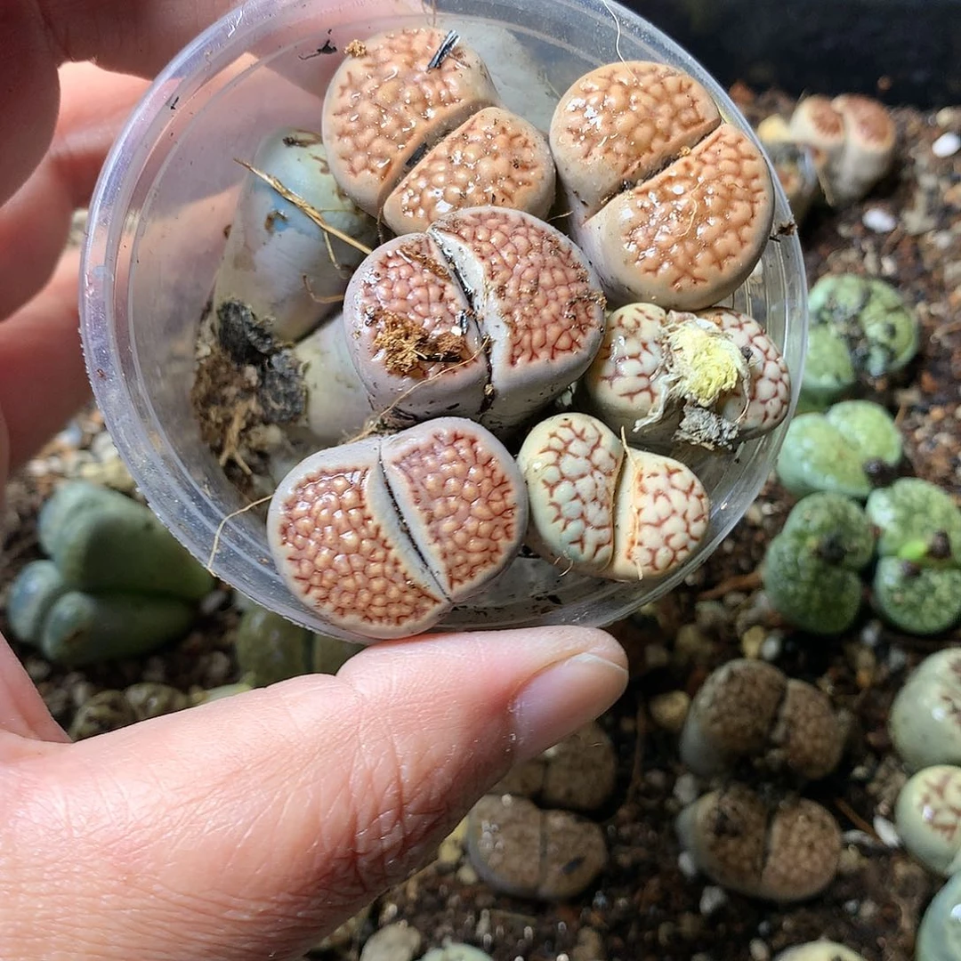 %**%T352多肉植物保护