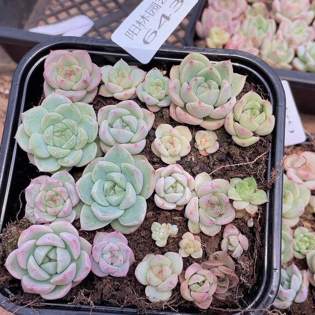 多肉植物多肉植物643