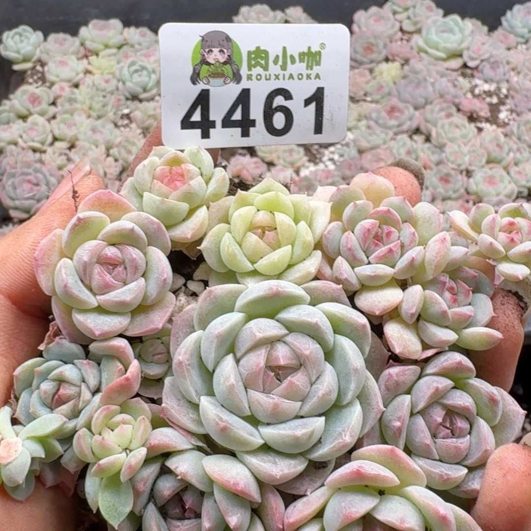 多肉植物多肉植物