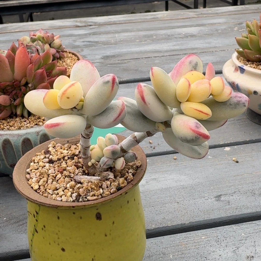 从前慢多肉精选编号1012.92