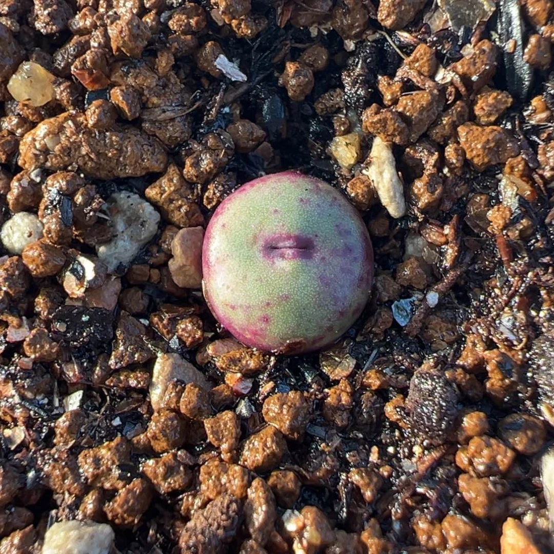 175多肉植物种类多样